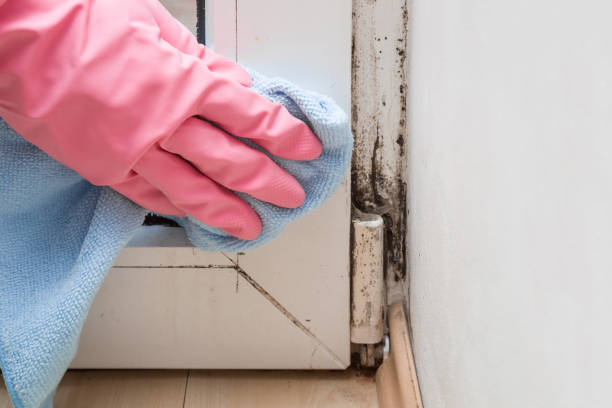 Mold Removal for HVAC Installations